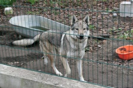 Dog Photo