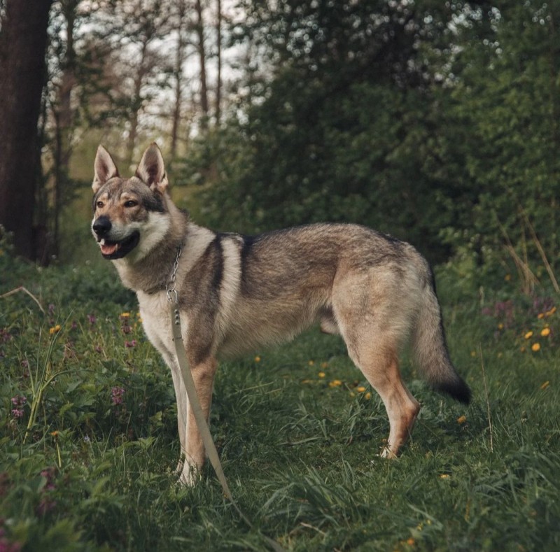 Dog Photo