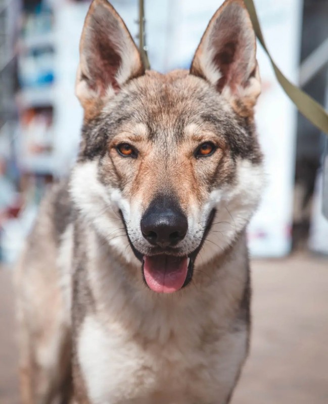 Dog Photo