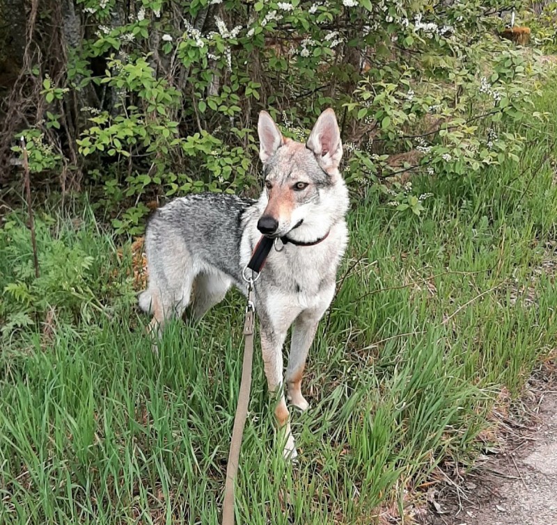 Dog Photo