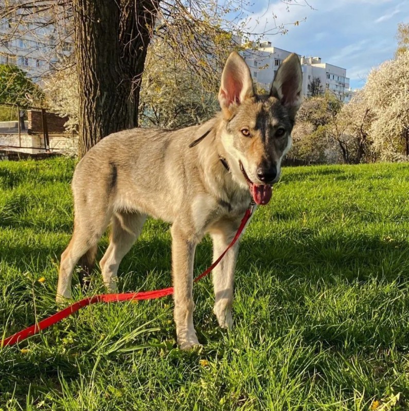 Dog Photo