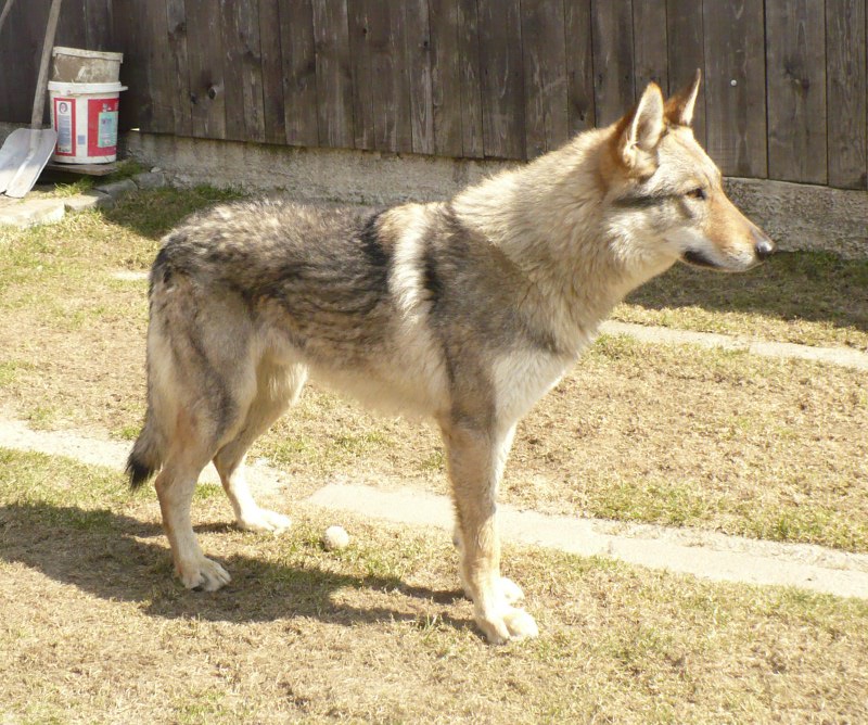 Dog Photo