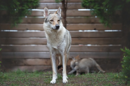 Dog Photo