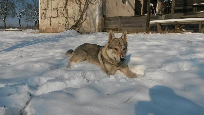 Dog Photo
