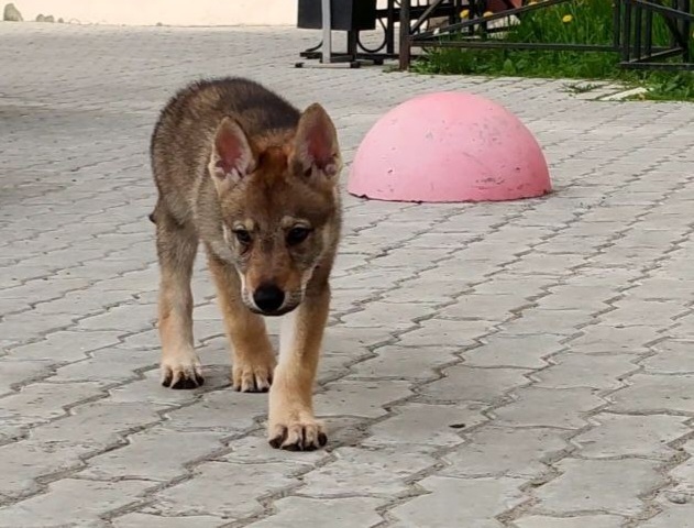 Dog Photo