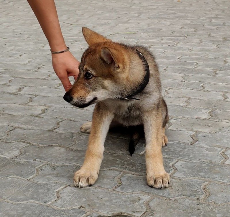Dog Photo