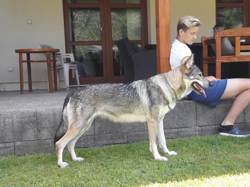 Dog Photo