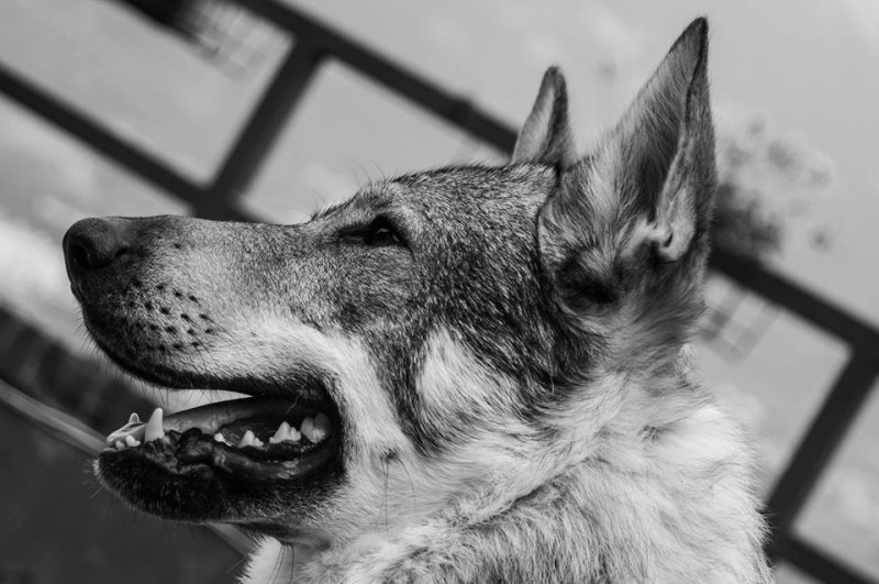 Dog Photo