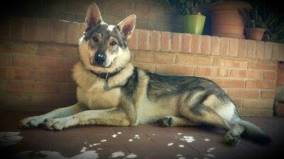Dog Photo