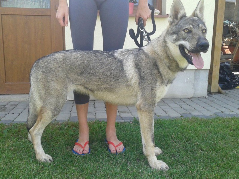 Dog Photo