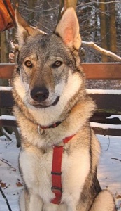 Dog Photo