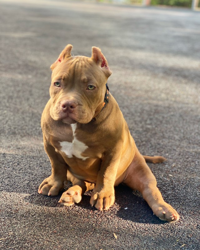 Dog Photo