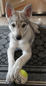 Dog Photo