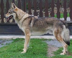Dog Photo