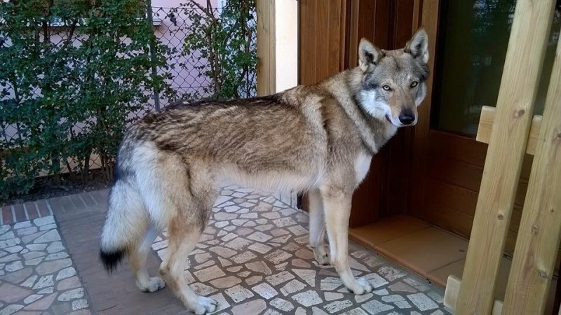 Dog Photo