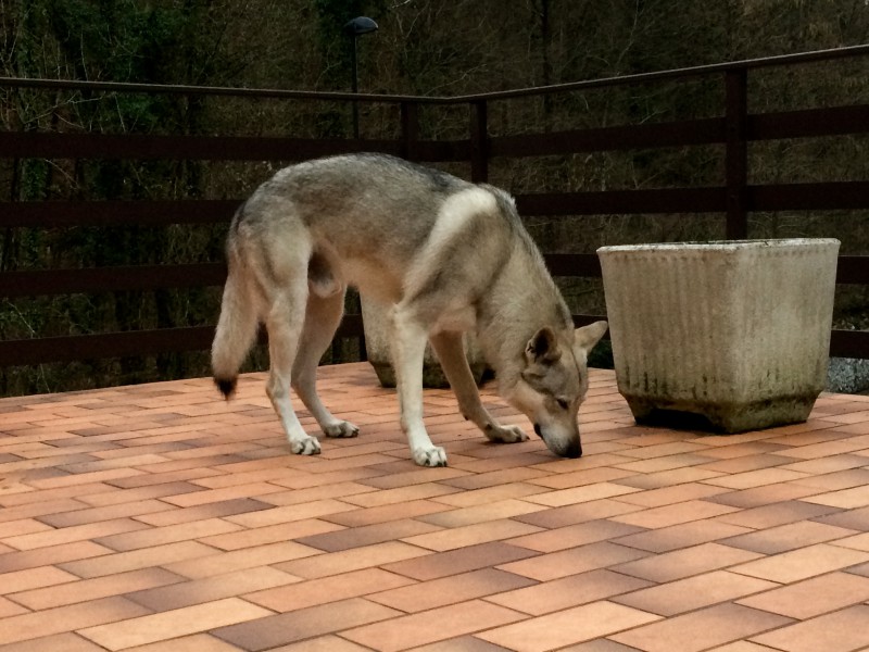 Dog Photo