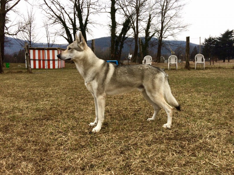 Dog Photo