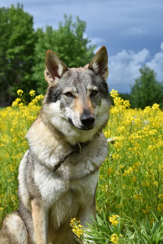 Dog Photo
