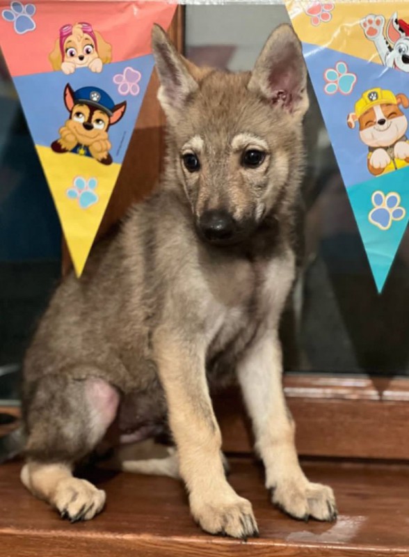 Dog Photo