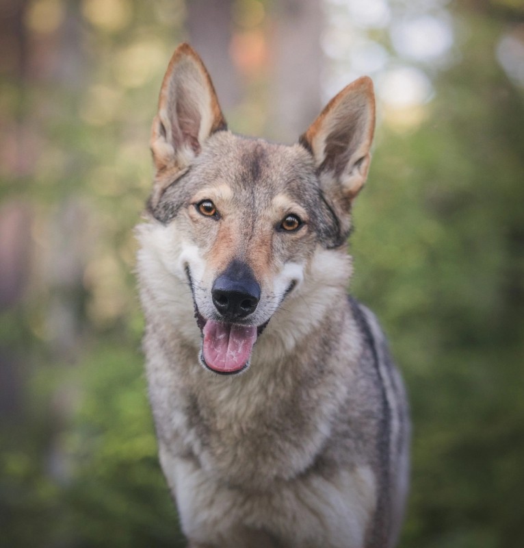 Dog Photo