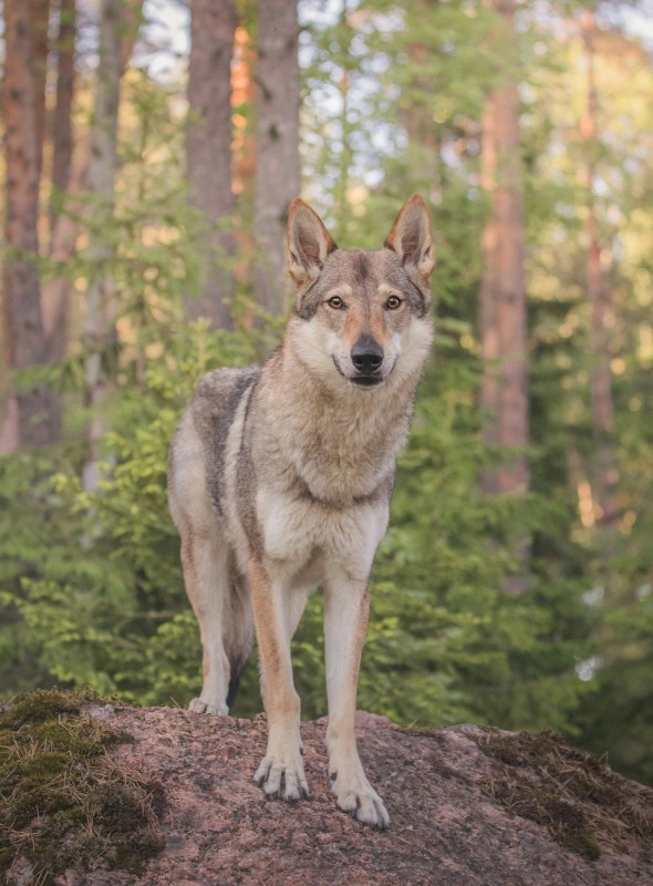 Dog Photo
