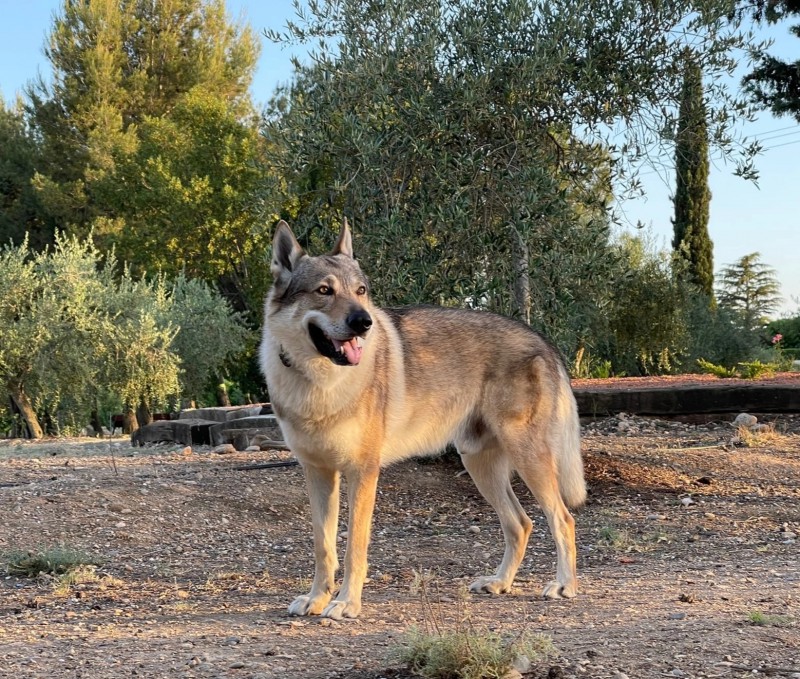 Dog Photo