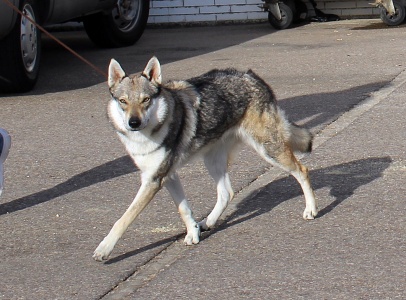 Dog Photo