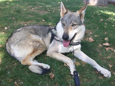 Dog Photo