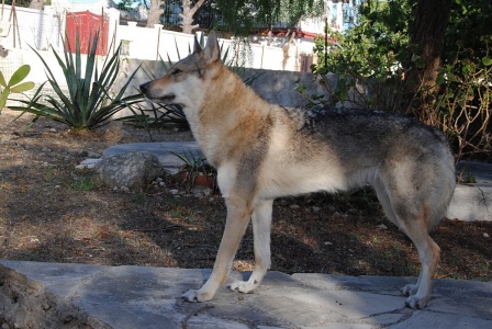 Dog Photo