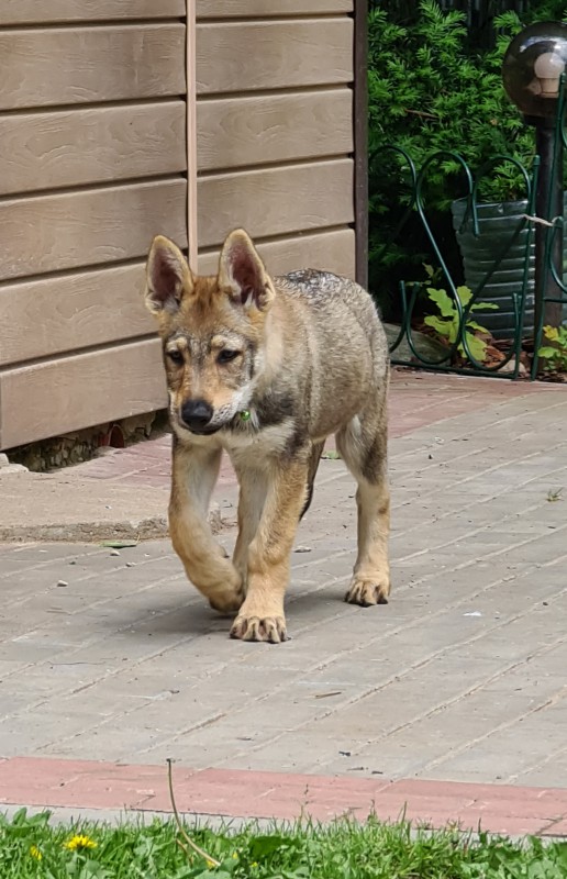 Dog Photo