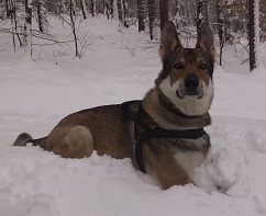 Dog Photo