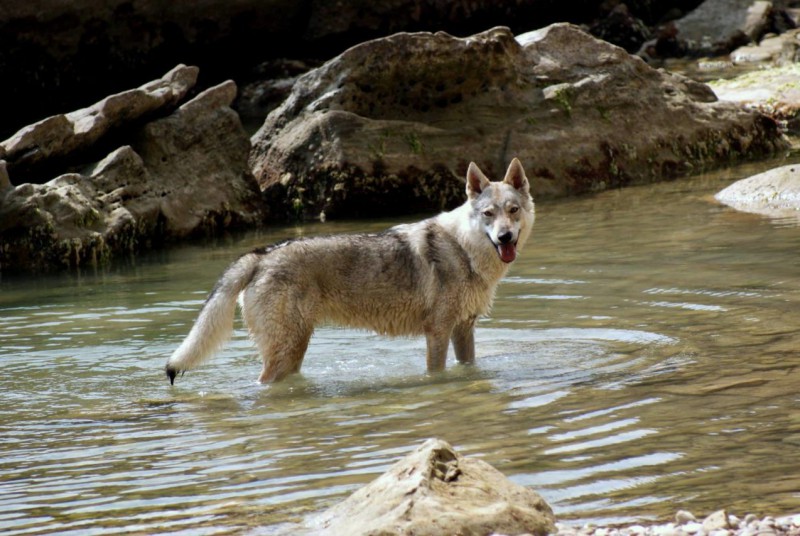 Dog Photo