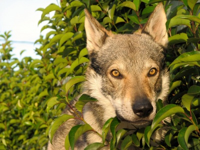 Dog Photo
