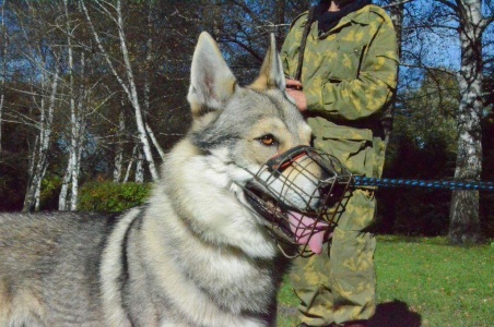 Dog Photo