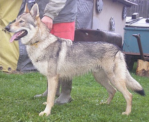 Dog Photo