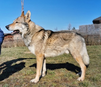 Dog Photo