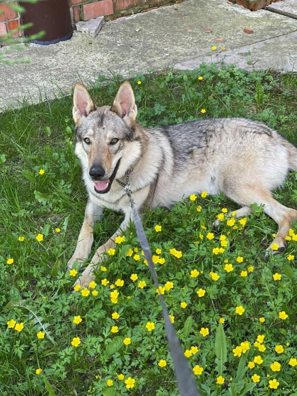 Dog Photo