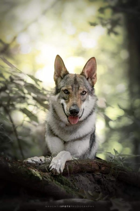 Dog Photo