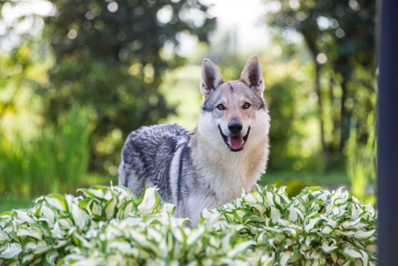 Dog Photo