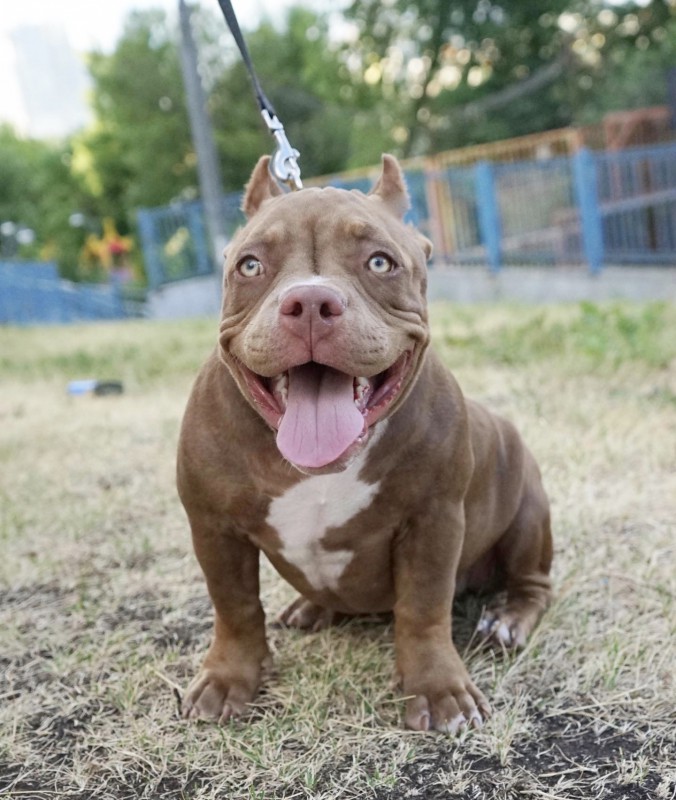 Dog Photo