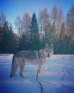 Dog Photo