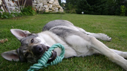 Dog Photo
