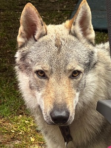 Dog Photo