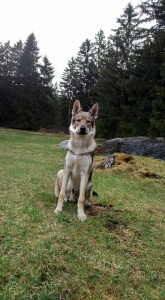 Dog Photo