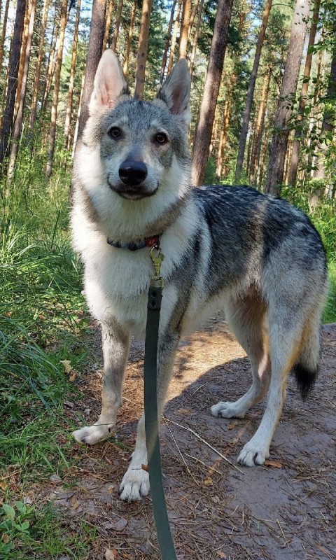 Dog Photo
