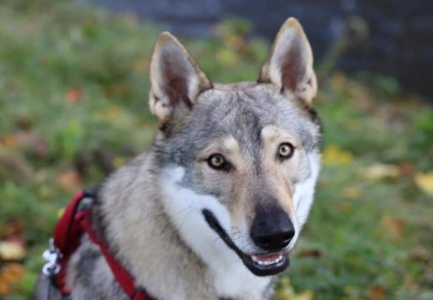 Dog Photo