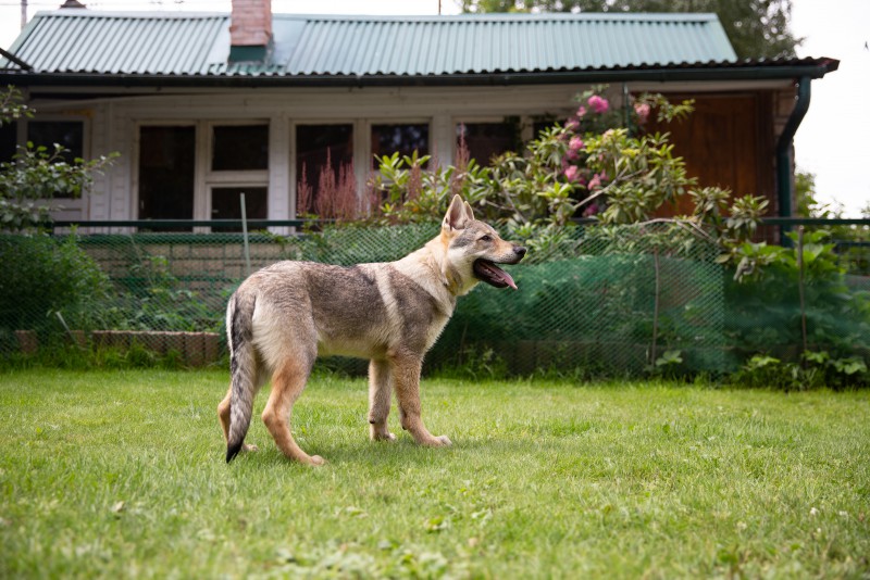 Dog Photo