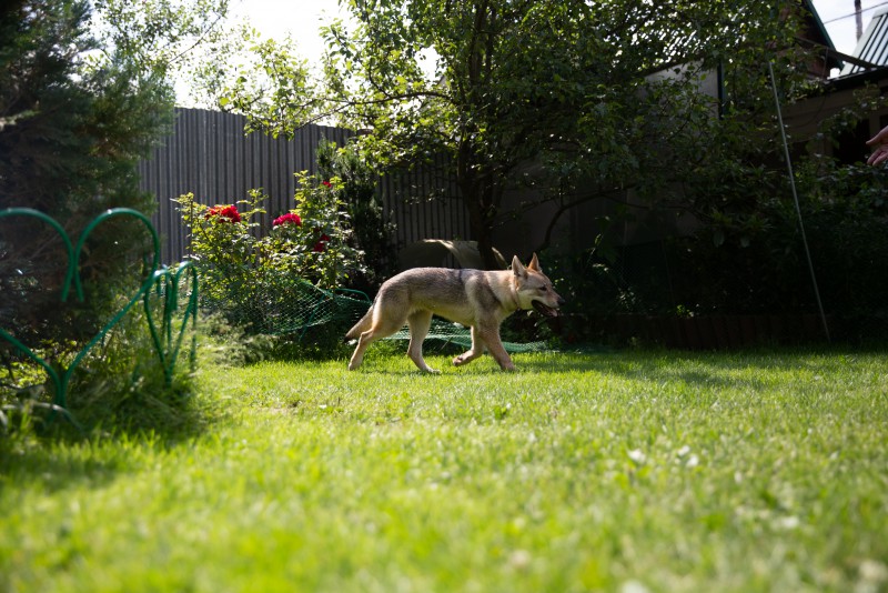 Dog Photo
