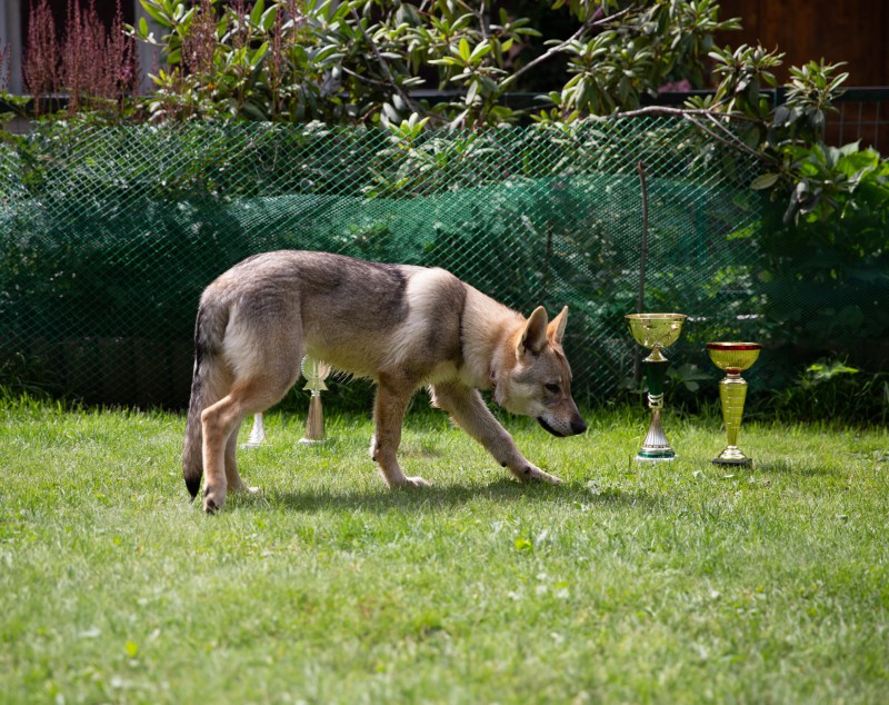 Dog Photo