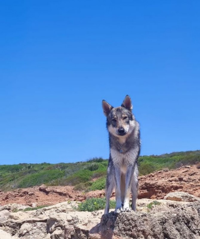 Dog Photo